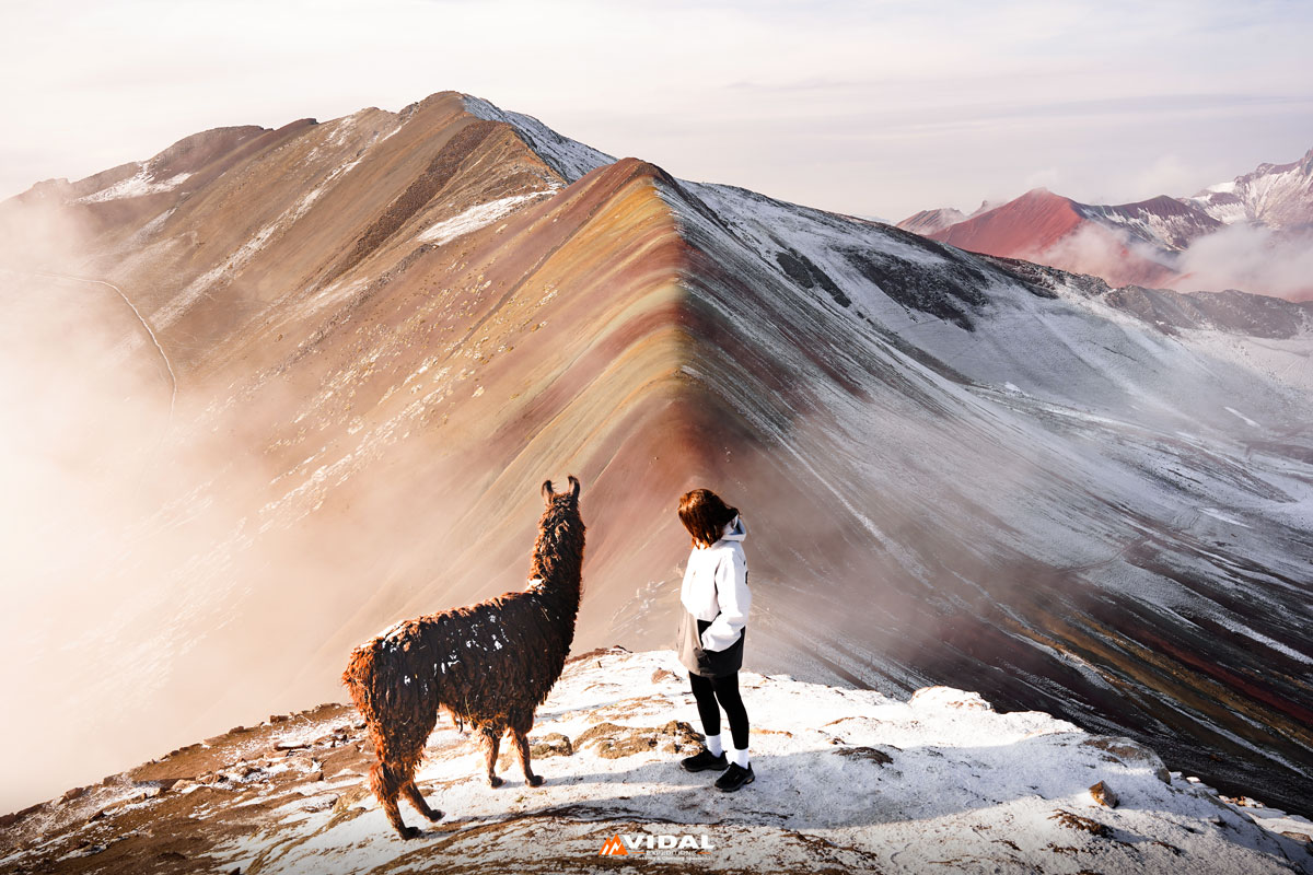 Llama in the Rainbow Mountain
